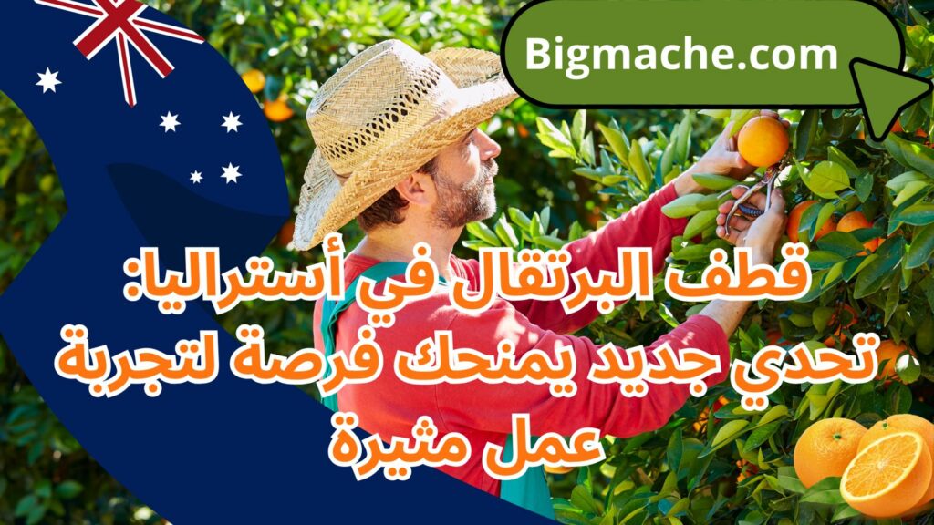 قطف البرتقال